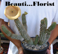 Beauti Florist logo
