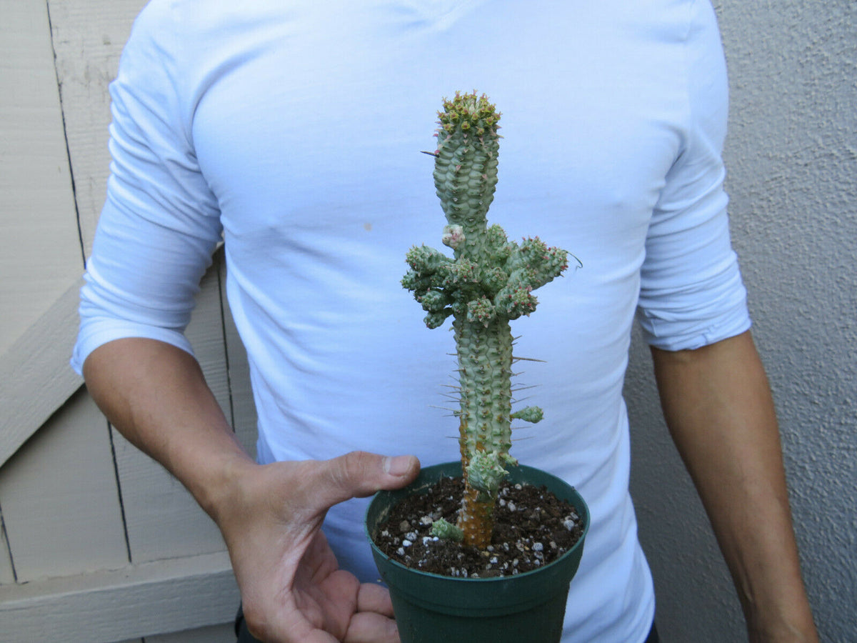 succulent corn Euphorbia Mammilaris Variegated Indian Corn cob cactus succulent/ for sale