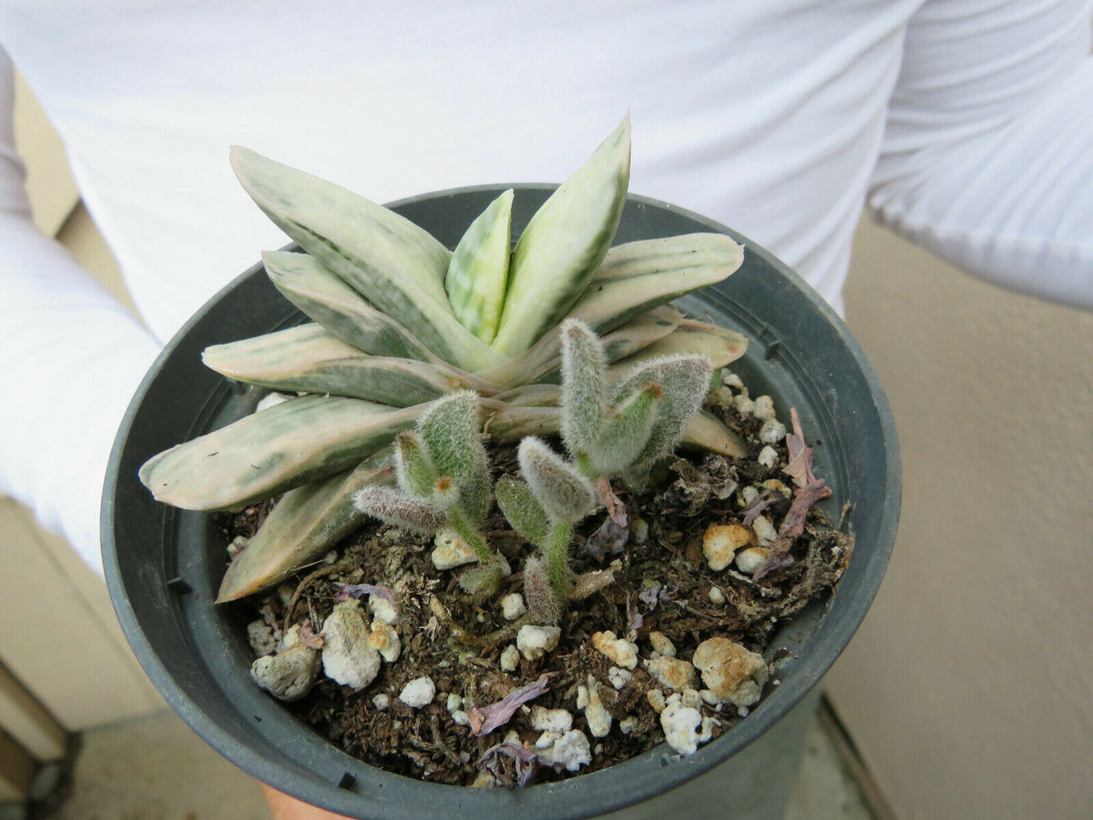 Variegated Gasteria Brevifolia Variegata Succulent/ for sale