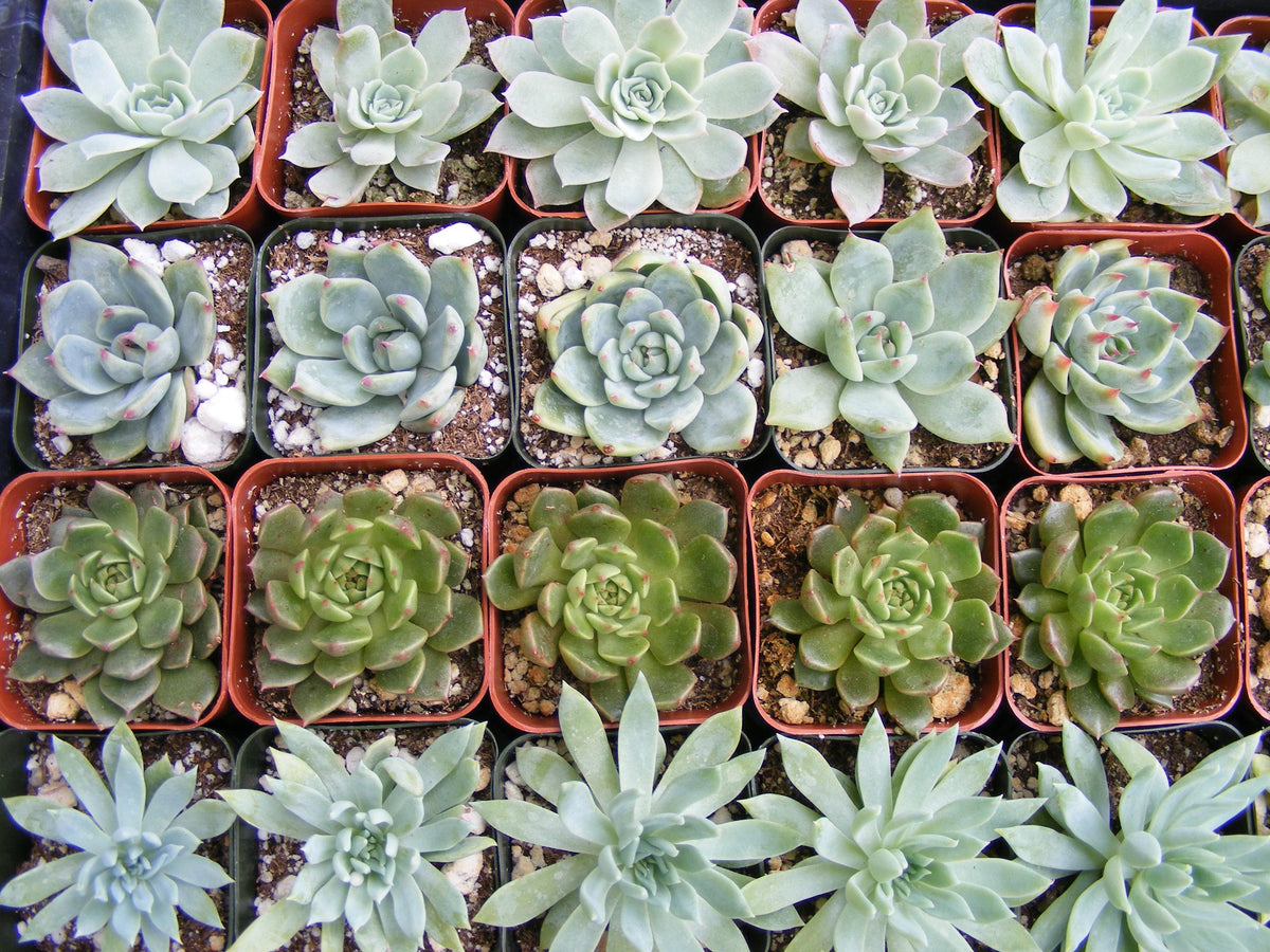Succulent Party Favors/ wedding favors/ baby shower favors/ bulk