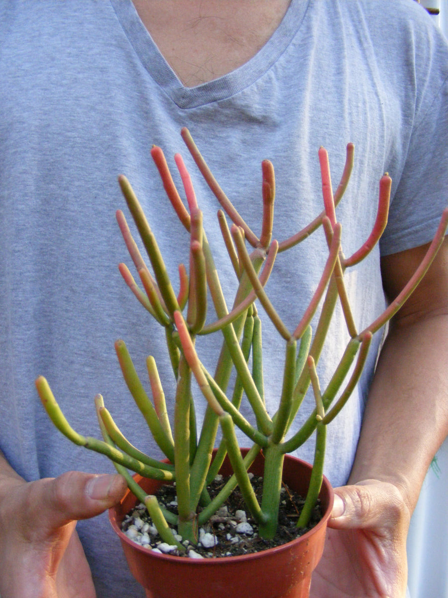 succulent sticks Euphorbia Tirucalli Sticks on Fire Succulent/ for sale