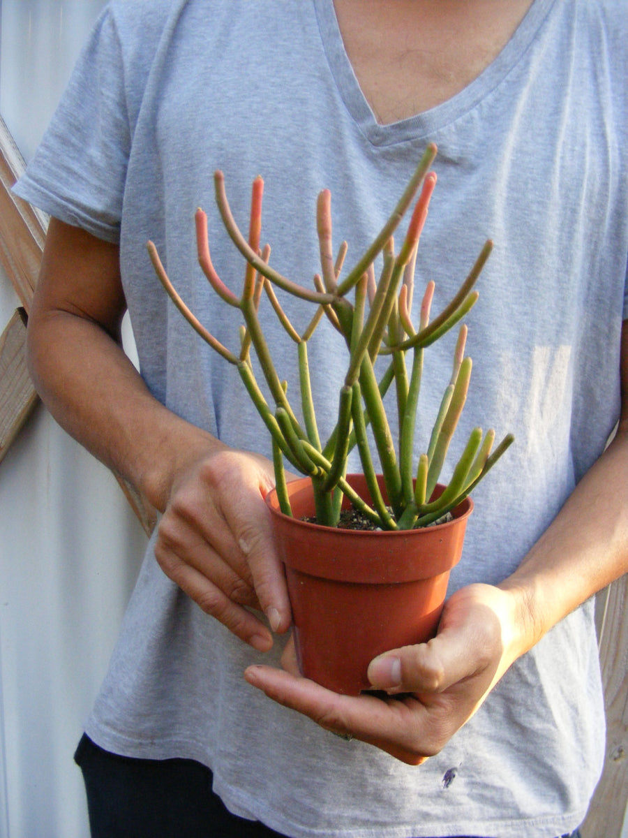 firestick succulent home depot Euphorbia Tirucalli Sticks on Fire Succulent/ for sale