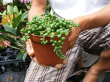 String of Pearls Succulent-Senecio - 4 inch pot