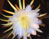 Dragon Fruit Epiphyllum Pitahaya Succulent Cactus 2 Cuttings