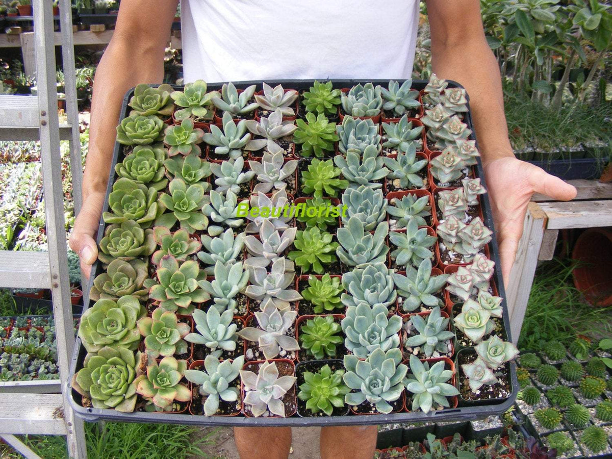 potted succulent favors Assorted Succulent 2 inch/favors/bulk/party/ wedding