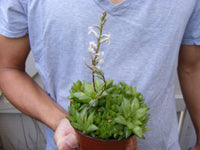 Haworthia Retusa Succulent