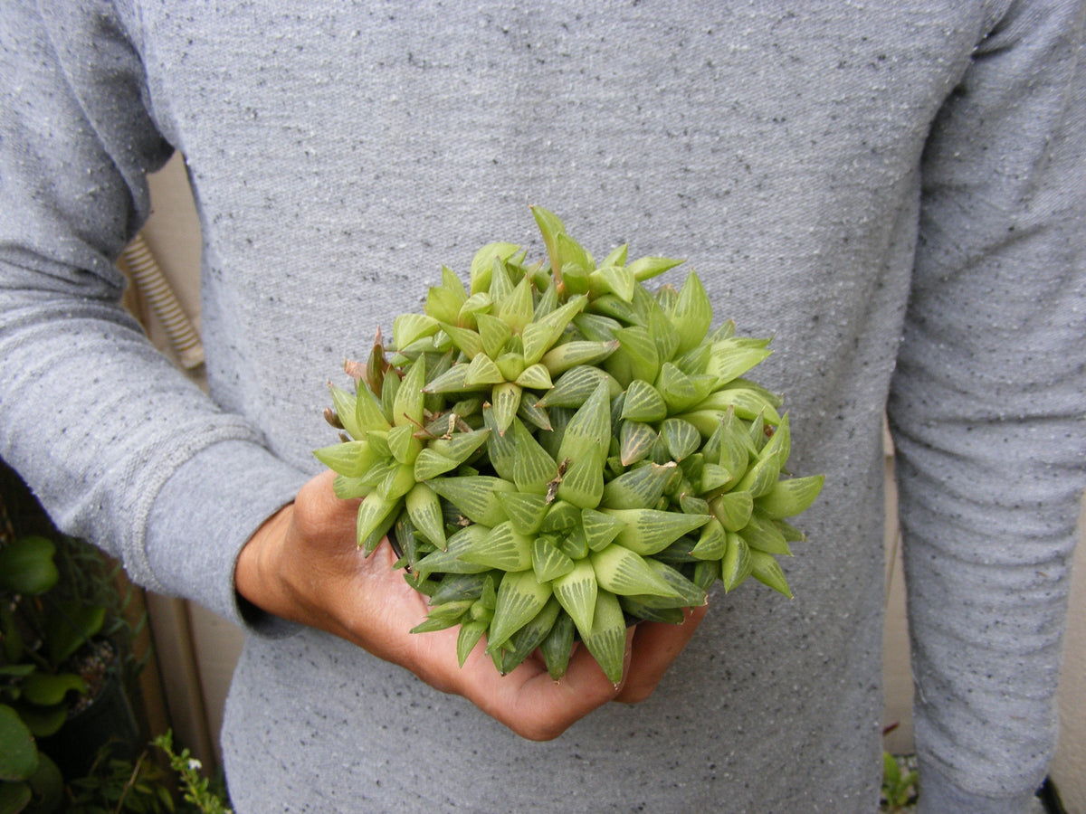 retusa succulent Haworthia Retusa Succulent/ for sale