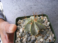 Astrophytum ornatum (BillM) Cactus