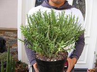 Euphorbia Mauritanica Clump Succulent
