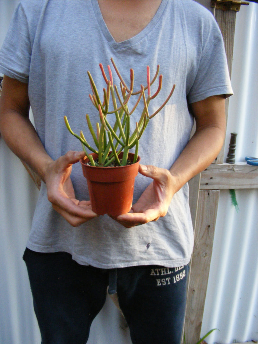 stick like succulent Euphorbia Tirucalli Sticks on Fire Succulent/ for sale