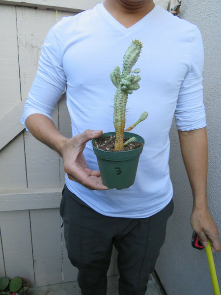 succulent corn Euphorbia Mammilaris Variegated Indian Corn cob cactus succulent/ for sale