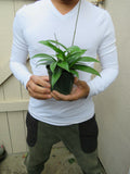 Hoya pubicalyx wax plant 4 inch pot