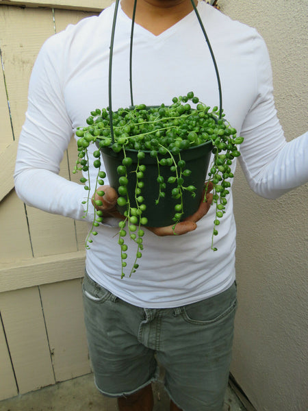 pea looking succulent String of Pearls Succulent- Senecio- in approx. 5 inch Pot/ for sale