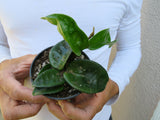 Hoya Carnosa Krinkle wax plant