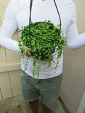 String of Pearls Succulent-Senecio - approx. 5 inch Hanging pot