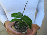 Hoya Carnosa Krinkle wax plant