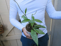Hoya pubicalyx High Splash wax plant - Rare