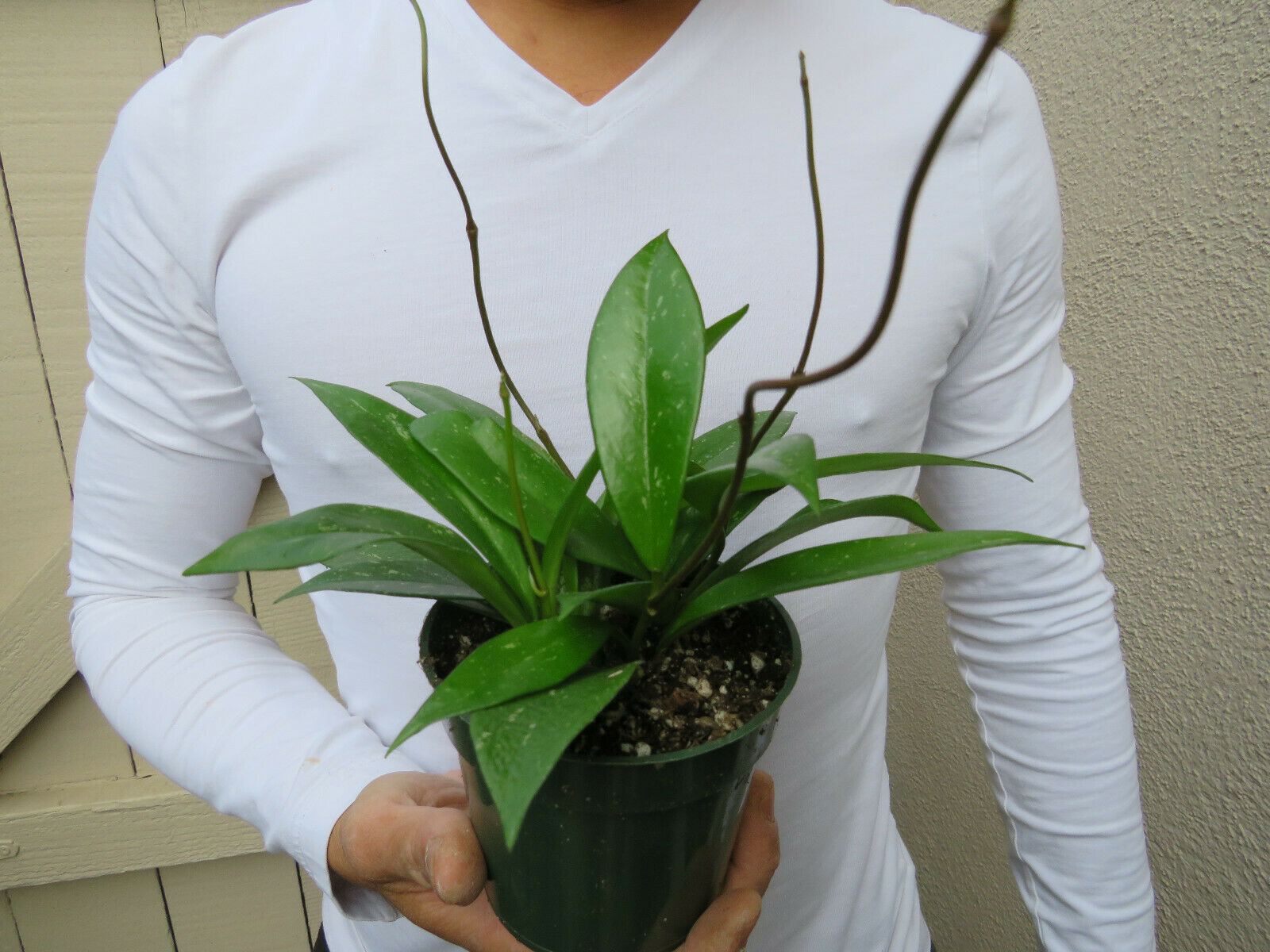 Hoya pubicalyx wax plant 4 inch pot/ for sale | beautiflorist