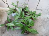 Hoya pubicalyx High Splash wax plant - Rare