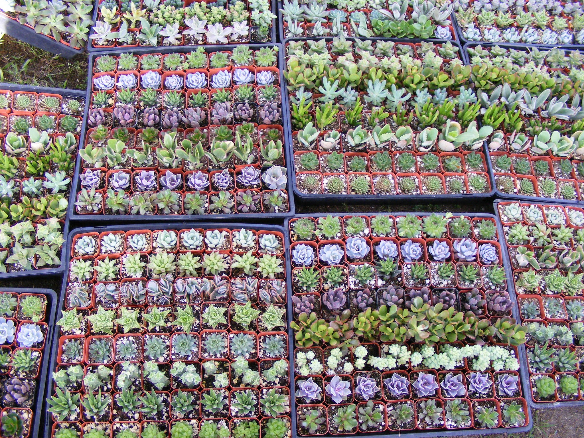 100 succulent wedding favors Succulent Party Favors/ wedding favors/ baby shower favors/favors bulk