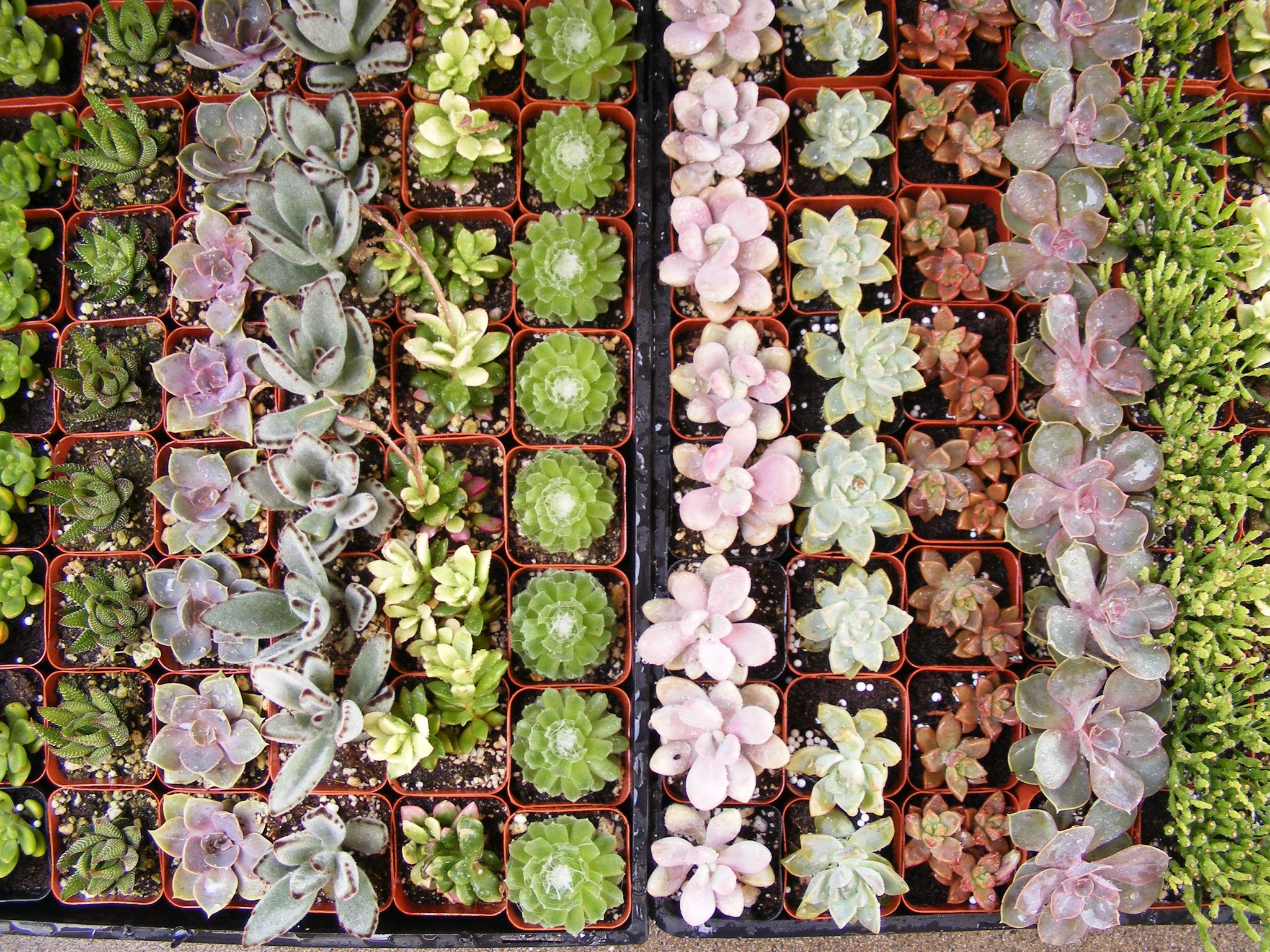 Succulent Party Favors  Beauti Florist