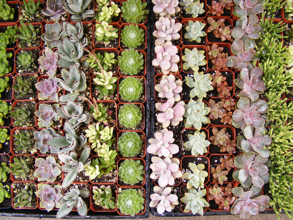 bulk succulent sale Assorted Succulent 2 inch/favors/bulk/party/ wedding
