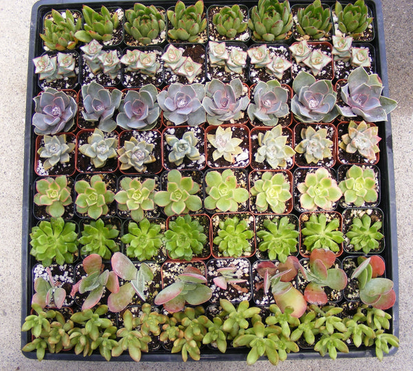 cheap succulent favors Succulent Party Favors/ wedding favors/ baby shower favors/ bulk