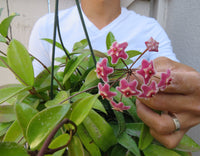 Hoya pubicalyx wax plant 4 inch pot