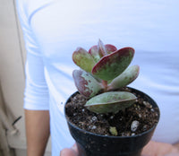 Adromischus triflorus heart shape Succulent