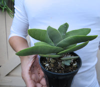 Crassula Falcata Succulent