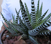 Haworthia fasciata Zebra Succulent