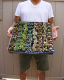 12/24/36 Wedding Succulent favor Plants in 2 inch pots !! Great for party favors !!