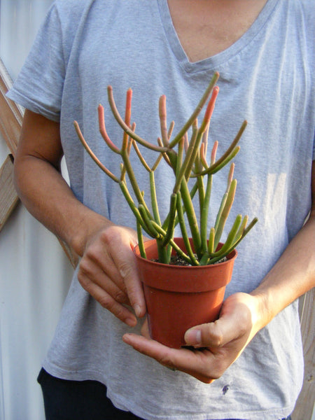 succulent sticks on fire Euphorbia Tirucalli Sticks on Fire Succulent/ for sale