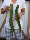 Epiphyllum Pitahaya Cactus dragon fruit cutting