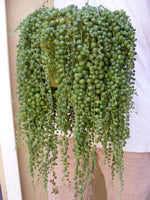 String of Pearls Senecio rowleyanus Cuttings