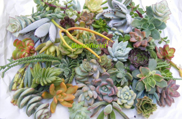 succulent cuttings wholesale Assorted Succulent Cuttings/ arrangement/ wall/ wreath/ for sale