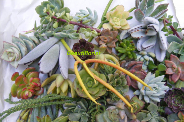 100 succulent cuttings Assorted Succulent Cuttings/ arrangement/ wall/ wreath/ for sale