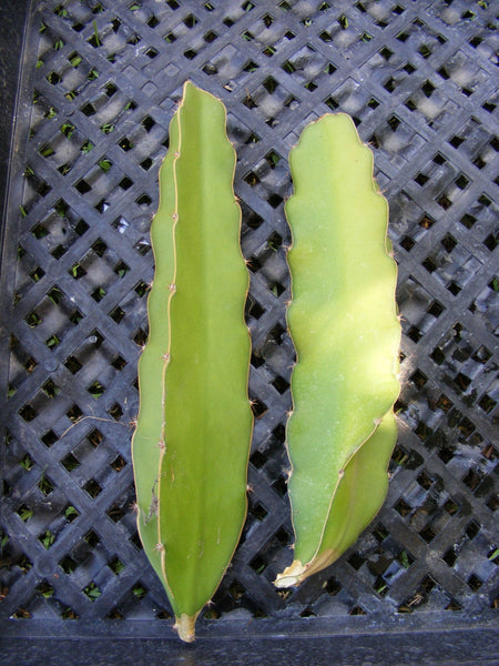 is dragon fruit a succulent Dragon Fruit Epiphyllum Pitahaya Succulent Cactus 2 Cuttings – Beauti Florist