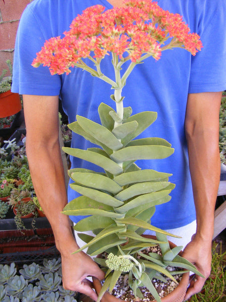 crassula falcata succulent Crassula Falcata Succulent/ red flower succulent/ red blooms/ for sale