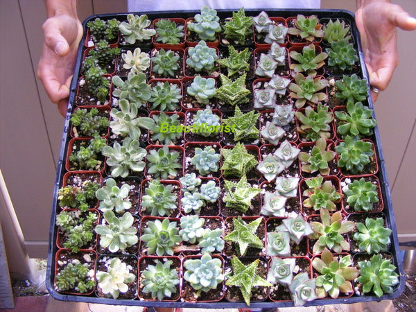2 inch potted succulents Assorted Succulent 2 inch/favors/bulk/party/ wedding