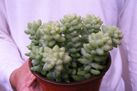 Donkey Tail Succulent - Sedum Morganianum - 4 inch pot