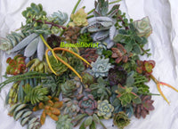 100 Assorted Succulent Cuttings Assorted Varieties