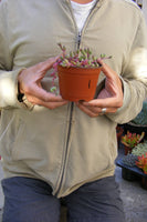 Othonna capensis hybrid Ruby Neckalace Succulent Rare