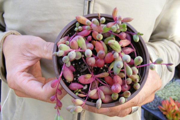 succulent ruby necklace plant Othonna capensis hybrid Ruby Neckalace Succulent Rare/colorful succulent/ for sale