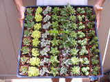 50-95 Assorted Succulent favor Plants 2 inch pot / Wedding party favors