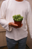Donkey Tail Succulent - Sedum Morganianum - 4 inch pot