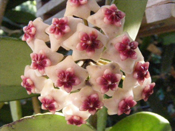 hoya kerrii pink succulent Hoya Kerrii Sweet Heart Hoya 5 inch Pot/ for sale