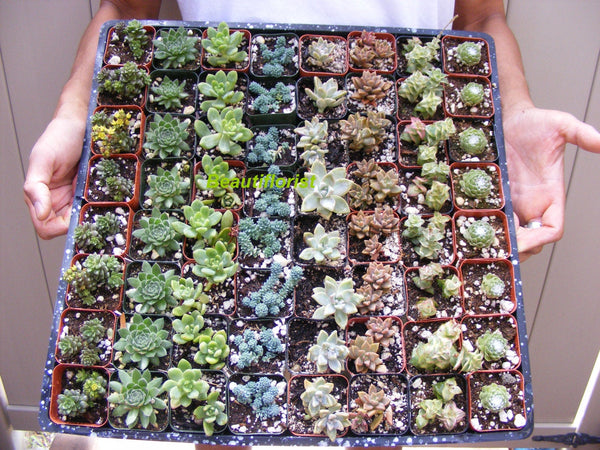 succulent sampler Assorted Succulent Wedding Favor/ 2 inch pot/ bulk/ for sale
