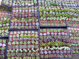 Sample 3 or 6 Assorted Succulent Wedding Favor Plants 2 inch pot