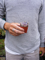 Purple Rosette succulents favor -Echeveria 'Perle von Nurnberg'
